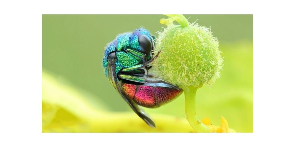 عكاسي ماكرو از حشرات رنگی