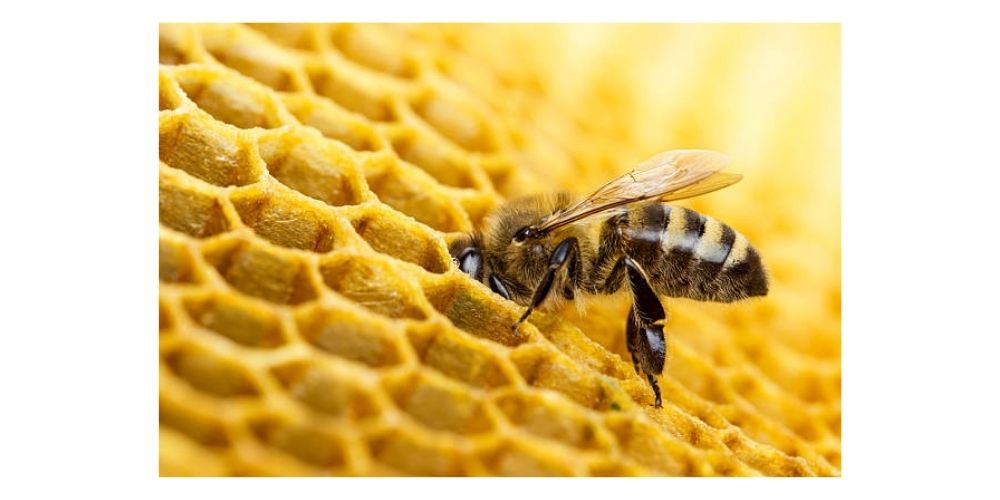 عكاسي ماكرو زنبور در کندو عسل
