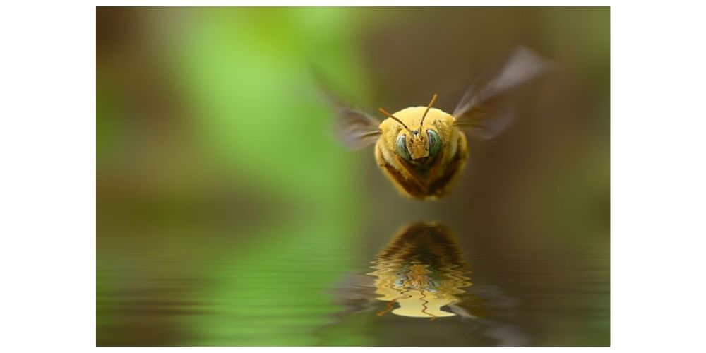 عکاسی به سبک ماکرو از پرواز حشرات