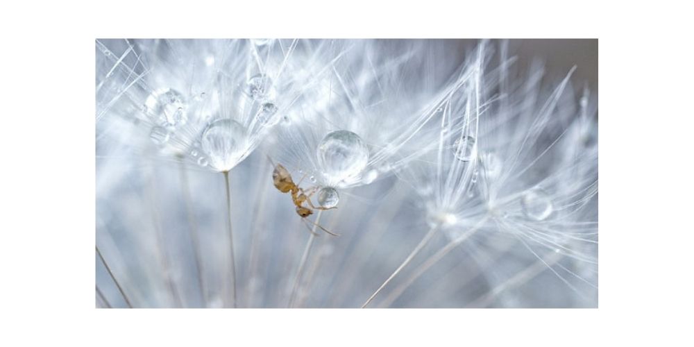 عکاسی جالب ماکرو مورچه بر روی قاصدک