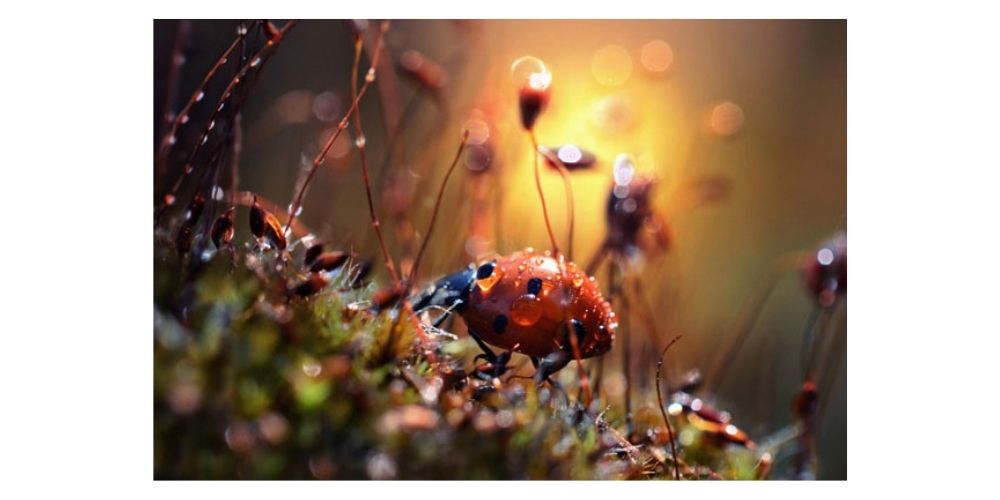 عکاسی کلوزاپ از حشرات در طبیعت