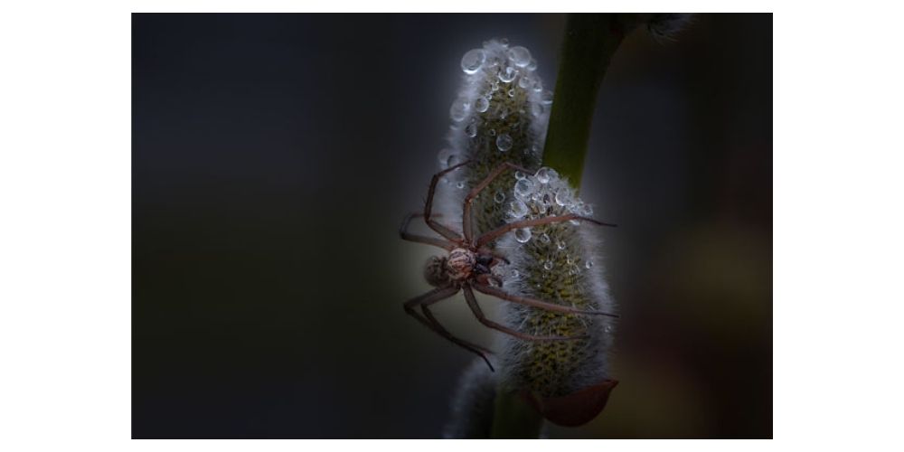 عکاسی از نمای نزدیک عنکبوت به سبک ماکرو
