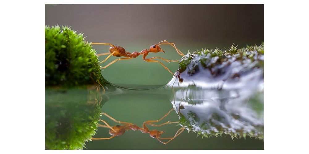 عکاسی به سبک ماکرو از سفر یک مورچه