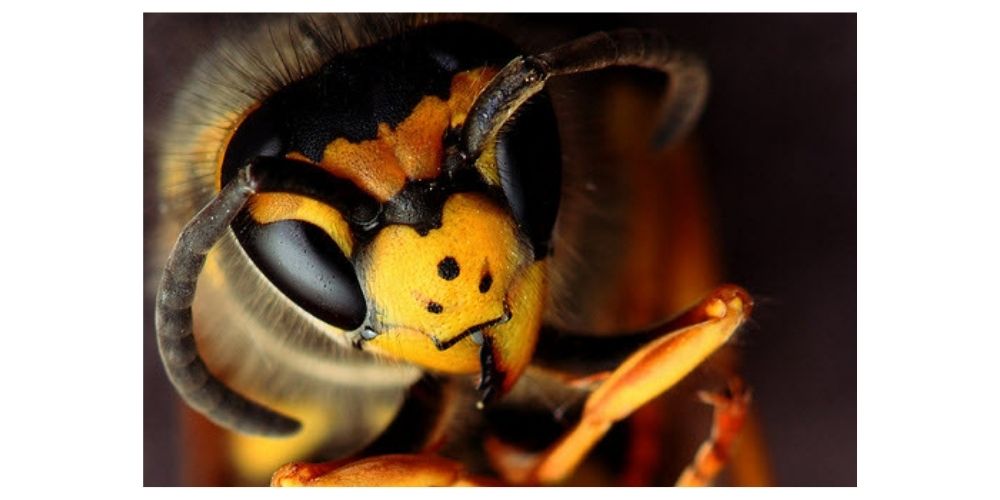 عکاسی کلوزاپ از زنبور عسل
