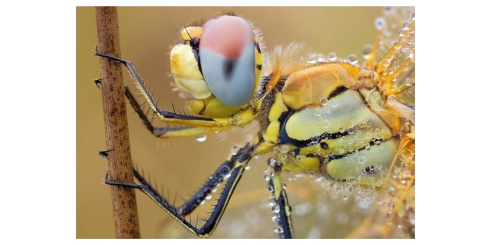 ایده برای عکاسی ماکرو از حشرات