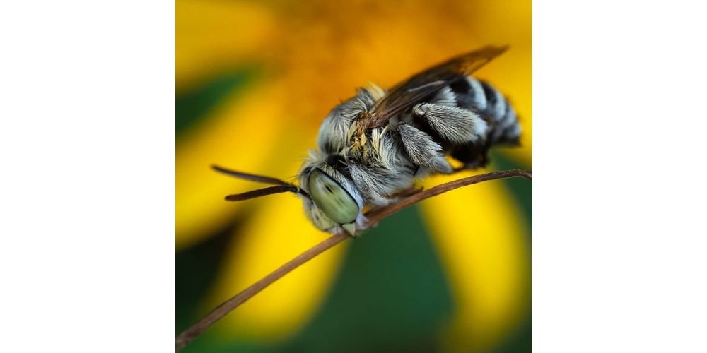 ایده جالب عکاسی به سبک ماکرو از حشرات