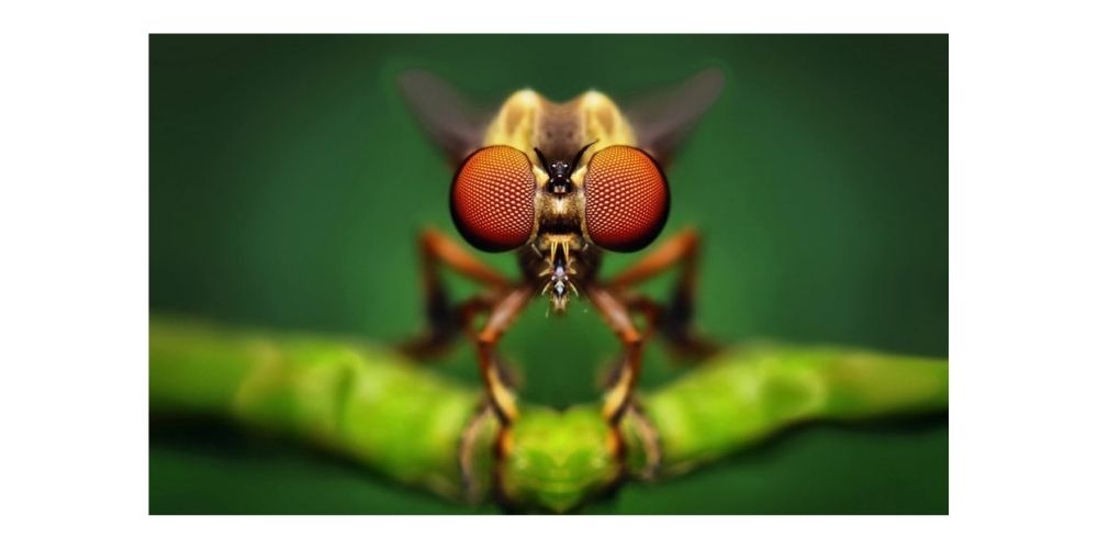 عکاسی با لنز ماکرو نمای نزدیک حشرات
