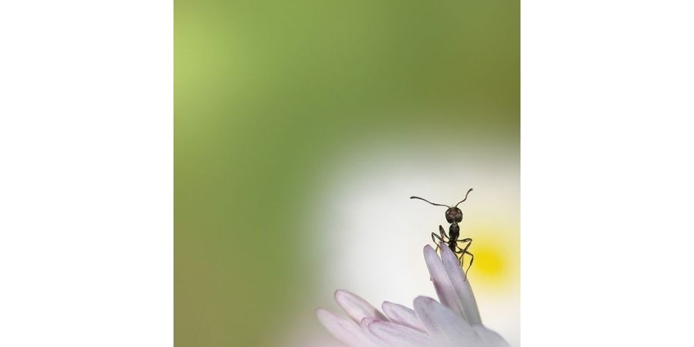عکاسی با لنز ماکرو شکار لحظه ها از مورچه